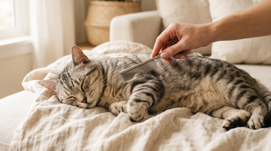 Chat tigré peigné avec un peigne fin anti-puces sur un canapé